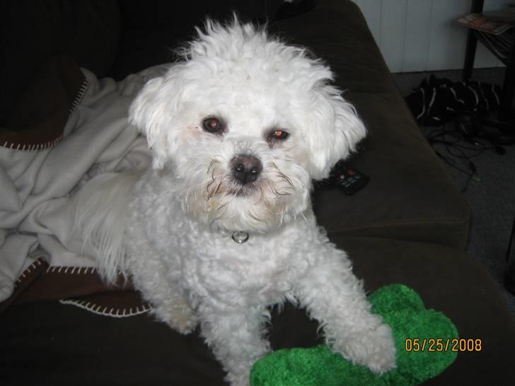 Bichon à poil frisé Luffi - ´´Jov jeg ser træt ud, men du elsker mig alligevel´´ billede 4