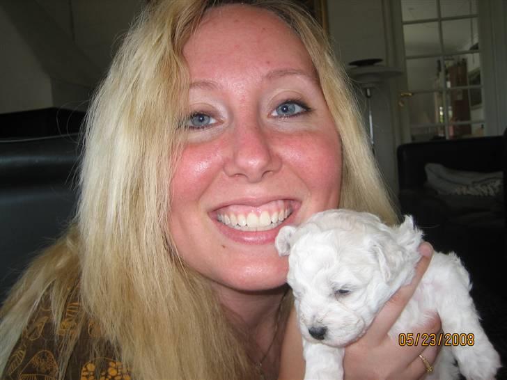 Bichon à poil frisé Luffi - En lille baby. billede 5