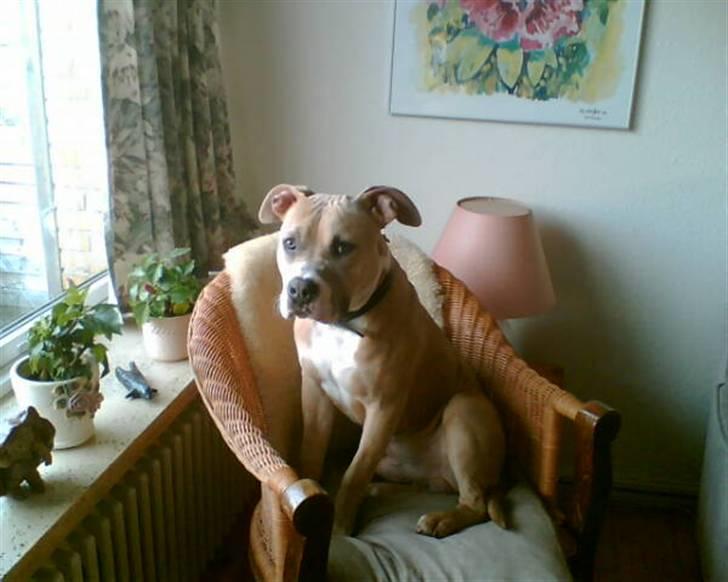 Amerikansk staffordshire terrier Milo billede 13