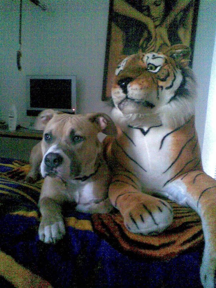 Amerikansk staffordshire terrier Milo billede 14