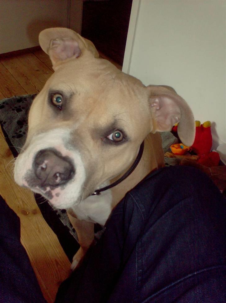 Amerikansk staffordshire terrier Milo billede 15