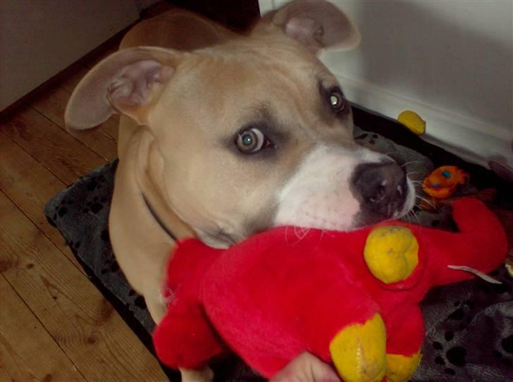 Amerikansk staffordshire terrier Milo billede 16