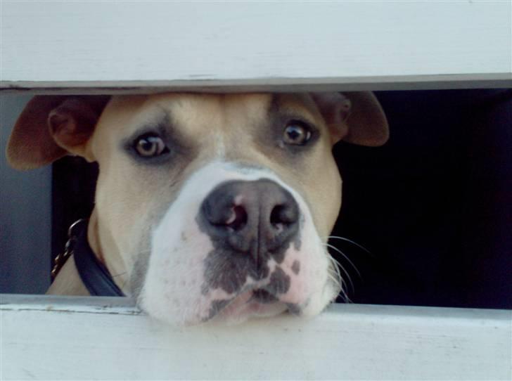 Amerikansk staffordshire terrier Milo billede 17