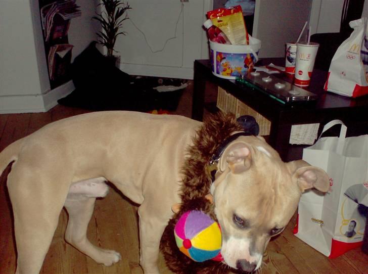 Amerikansk staffordshire terrier Milo billede 18