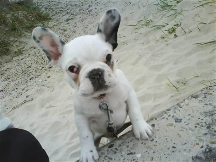 Fransk bulldog Laura billede 1