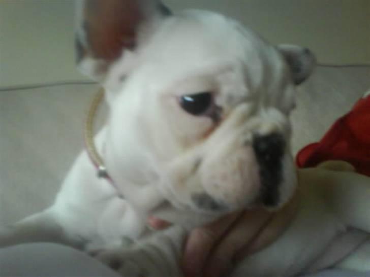 Fransk bulldog Laura billede 2