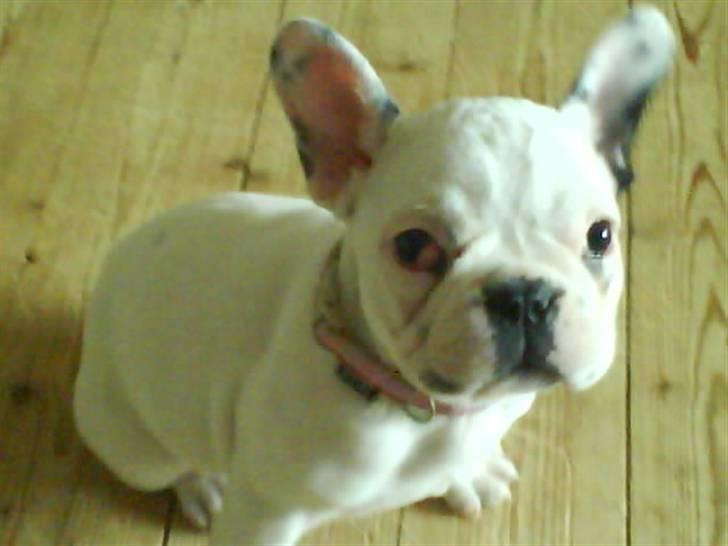 Fransk bulldog Laura billede 3