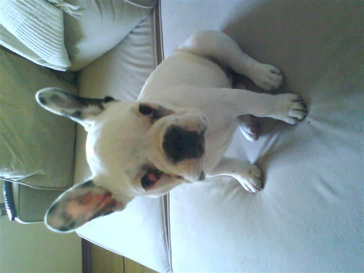 Fransk bulldog Laura billede 4