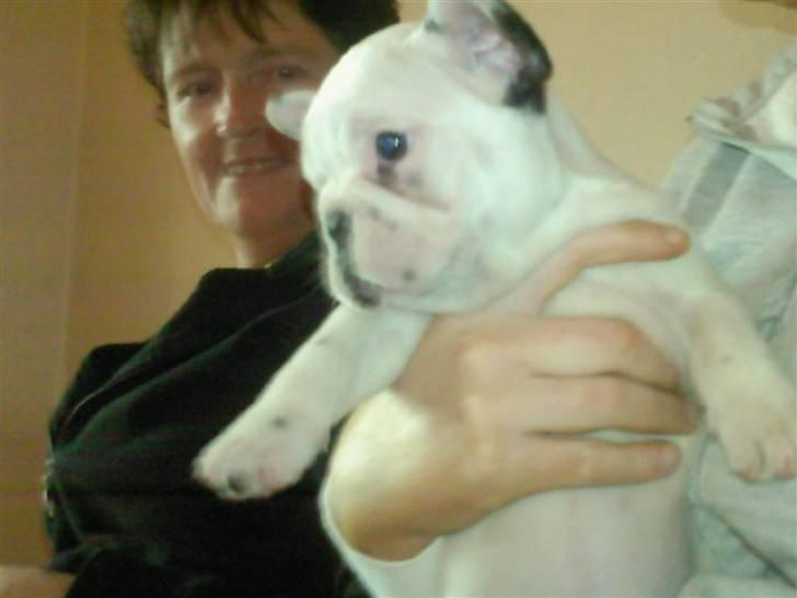 Fransk bulldog Laura billede 5