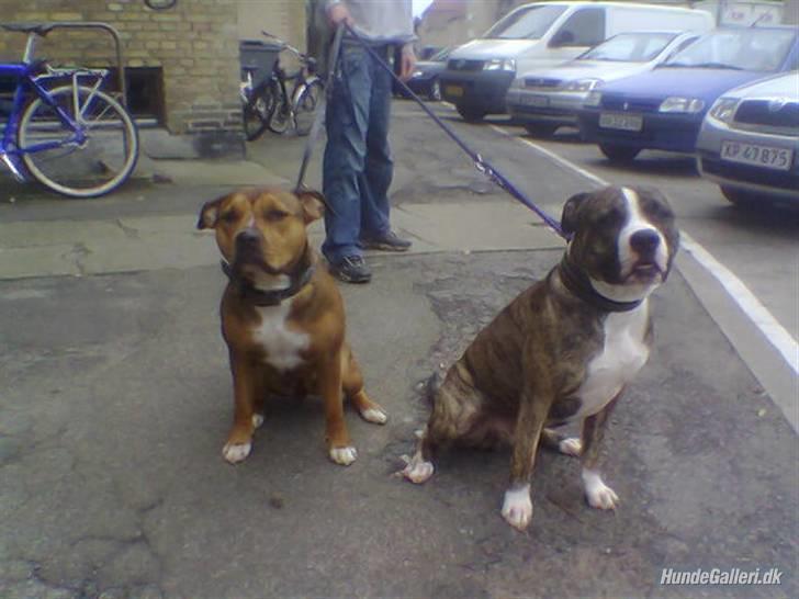 Amerikansk staffordshire terrier Donna  - Donnas mor && far ;D billede 7