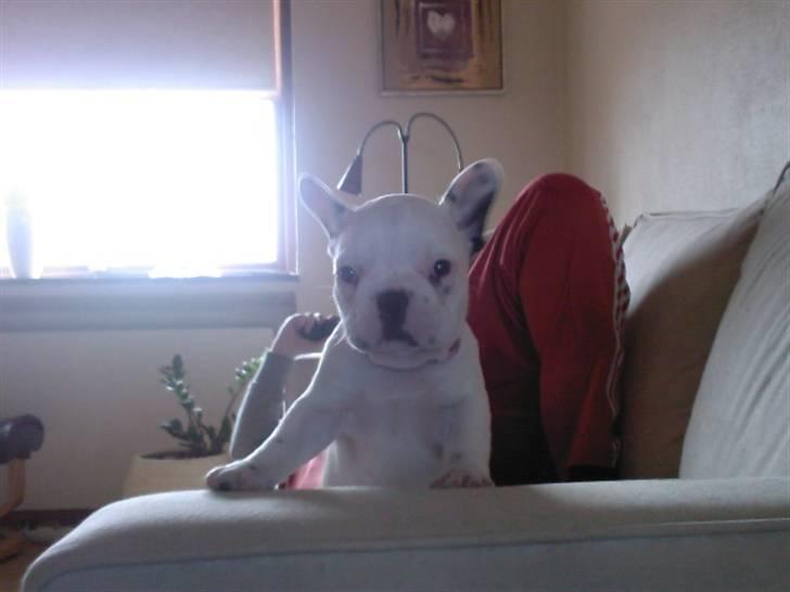 Fransk bulldog Laura billede 6