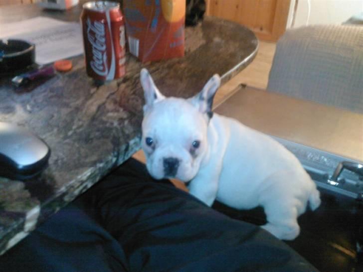 Fransk bulldog Laura billede 7