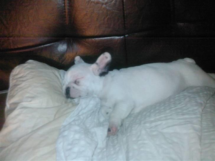 Fransk bulldog Laura billede 8