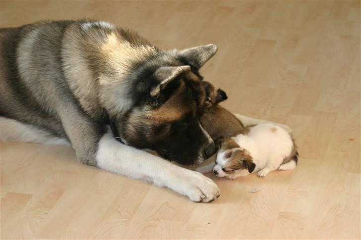 American Akita Hanzo - hvor er de bare søde billede 9