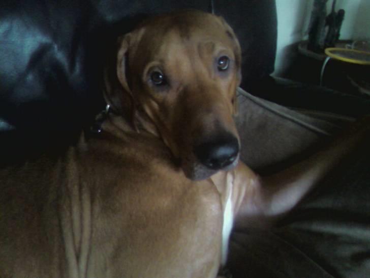 Rhodesian ridgeback Kuno billede 1