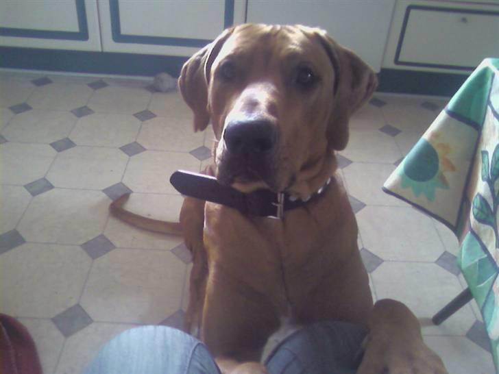 Rhodesian ridgeback Kuno billede 2