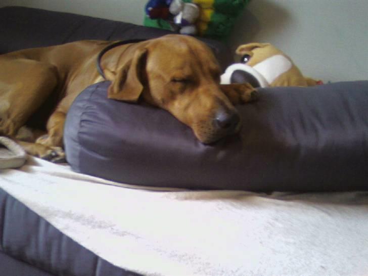 Rhodesian ridgeback Kuno billede 3