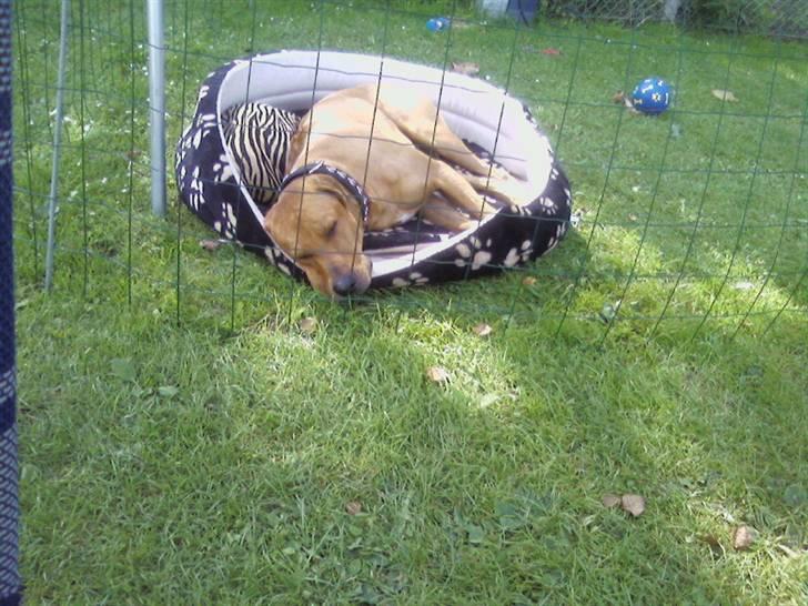 Rhodesian ridgeback Kuno billede 4