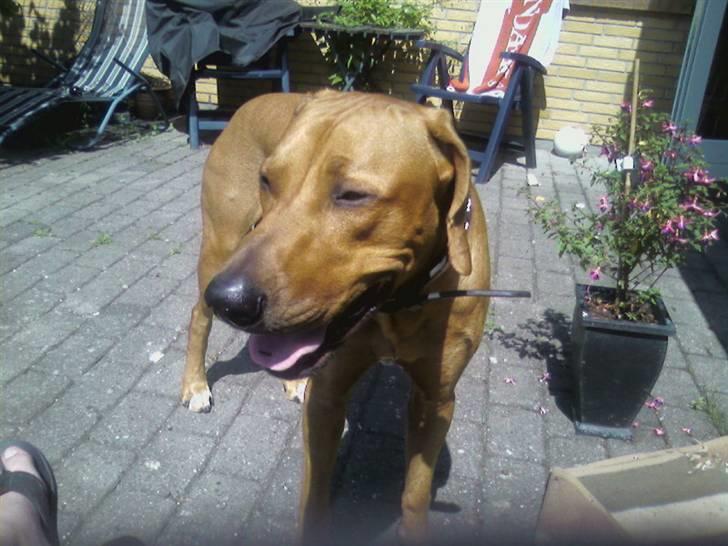 Rhodesian ridgeback Kuno billede 5