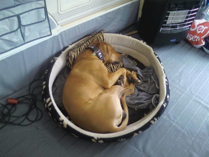 Rhodesian ridgeback Kuno billede 6