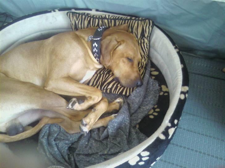 Rhodesian ridgeback Kuno billede 7