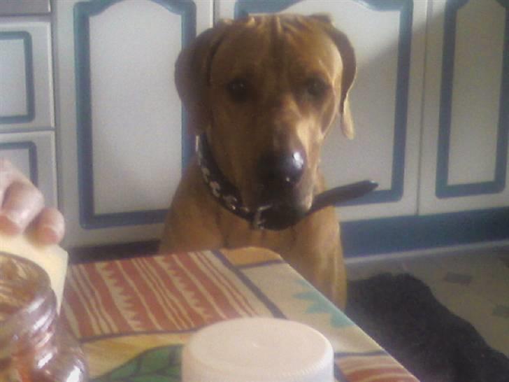 Rhodesian ridgeback Kuno billede 8