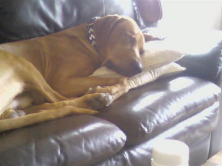 Rhodesian ridgeback Kuno billede 9