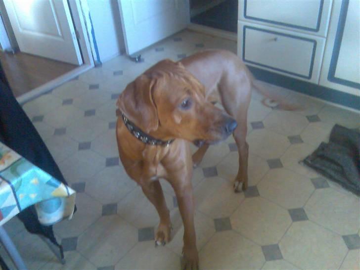 Rhodesian ridgeback Kuno billede 10