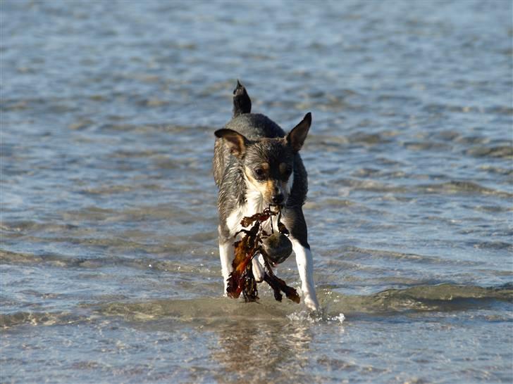 Dansk svensk gaardhund fenja billede 8