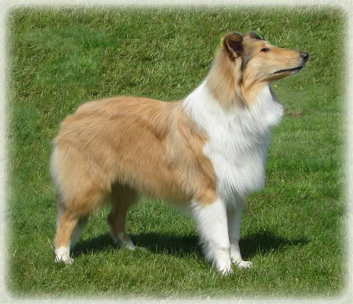 Collie langhåret Camelot - Hillerød maj 08, 6½ ´måned.  billede 13