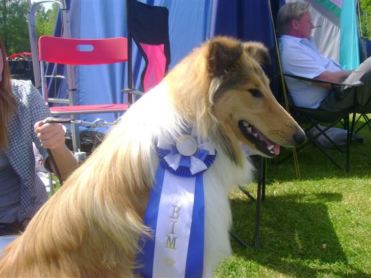 Collie langhåret Camelot - udst. Collieklubben 24 maj. 7 måneder. billede 14