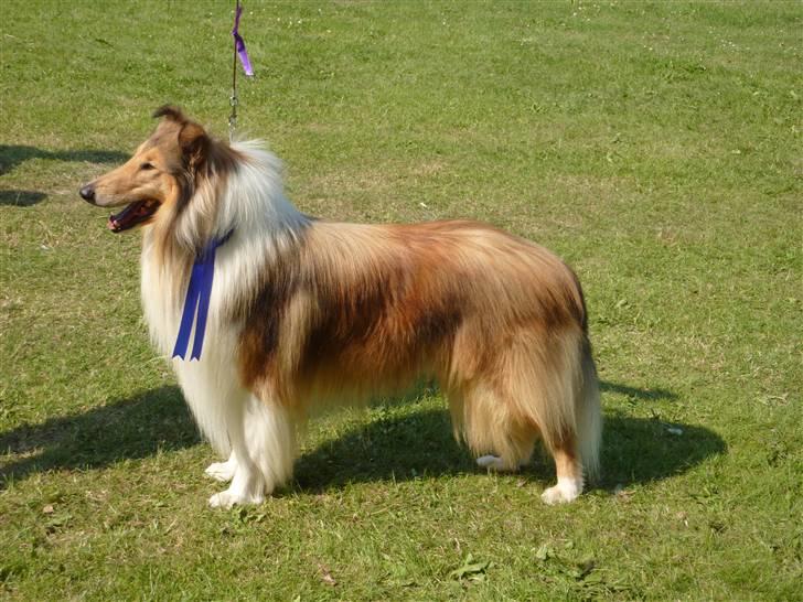 Collie langhåret Camelot - Gørlev skue, sommer 2010. SL1v. 2v.stor ring billede 1