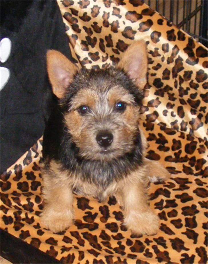 Norwich terrier Champ billede 12