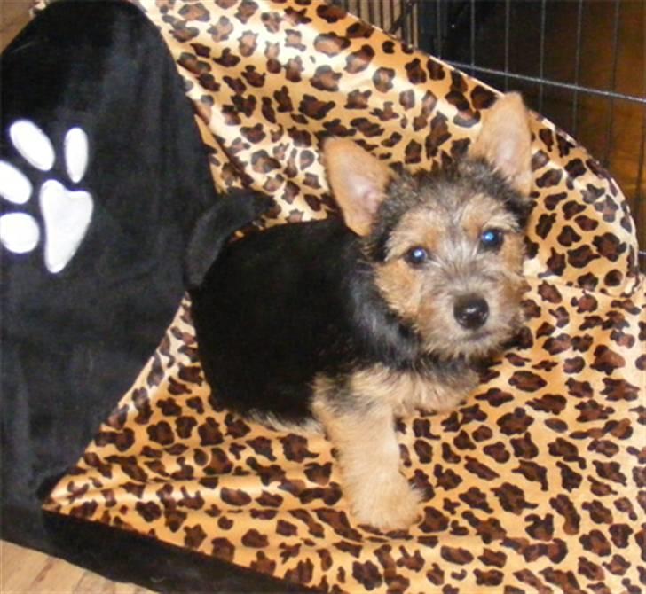 Norwich terrier Champ billede 13