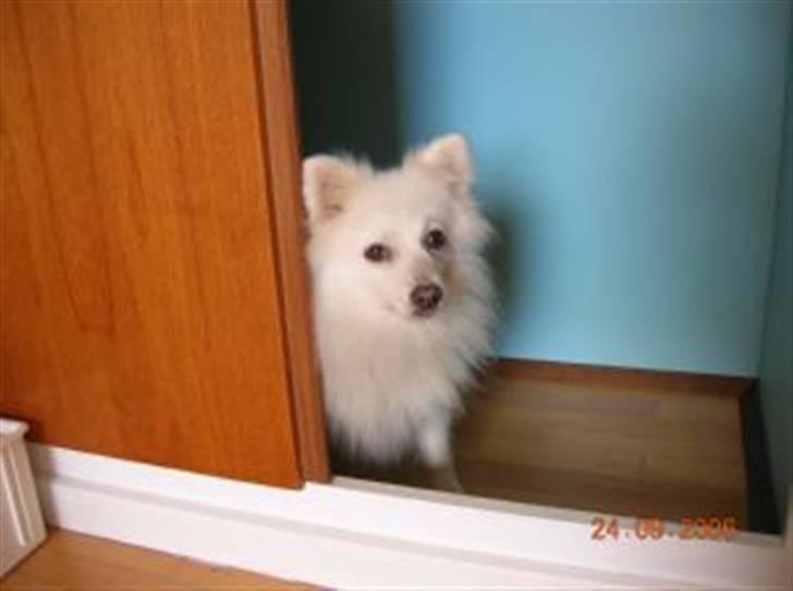 Japansk spids Rina R.I.P min søde - vi er flyttet. Jowina og Rina flyttede straks ind i de tomme skabe billede 13