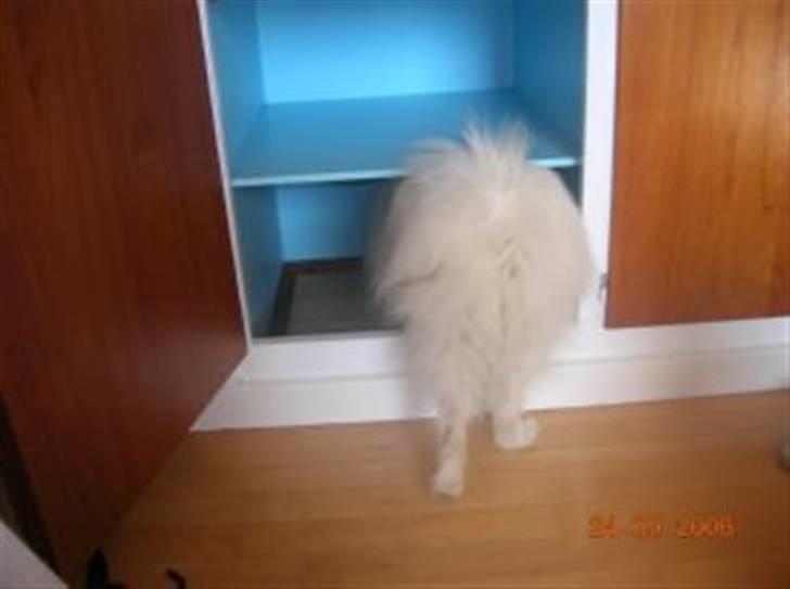 Japansk spids Rina R.I.P min søde - er dit skab bedre end mit? billede 14