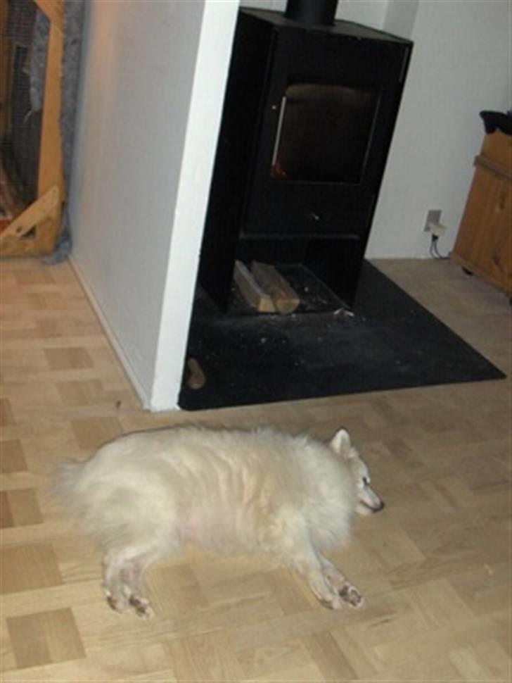 Japansk spids Rina R.I.P min søde - en pejs er nu rart for gamle Tante Tut billede 15