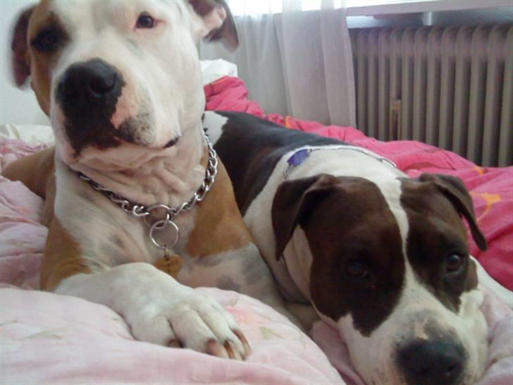 Amerikansk staffordshire terrier Kida(Desværre bortkommet) - Kida og kærestens hund Rizla billede 16