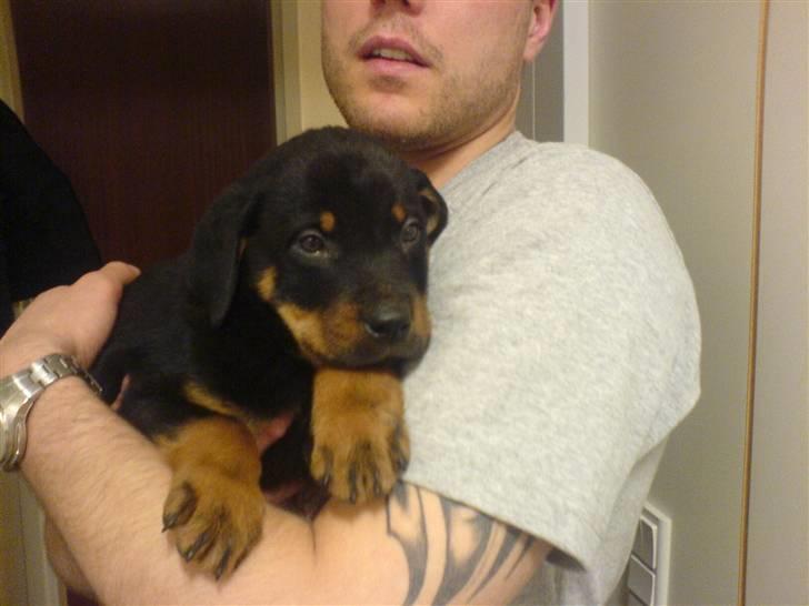 Rottweiler samson billede 12