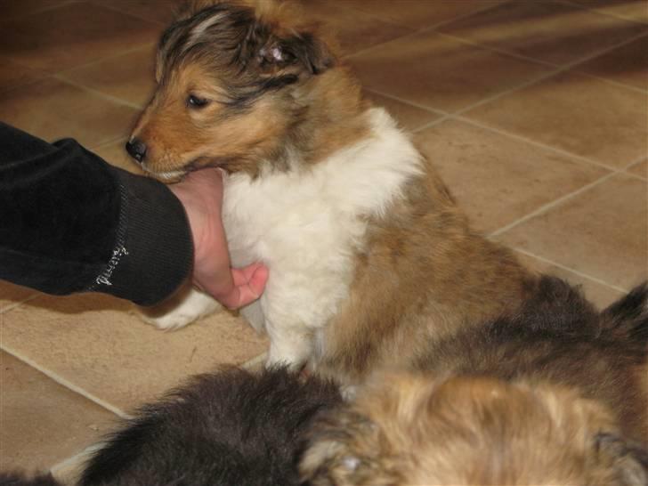 Shetland sheepdog Jack billede 6