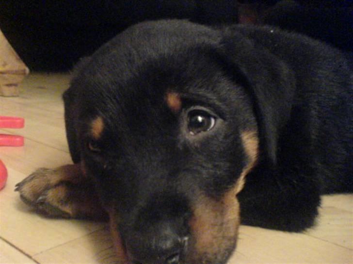 Rottweiler samson billede 13