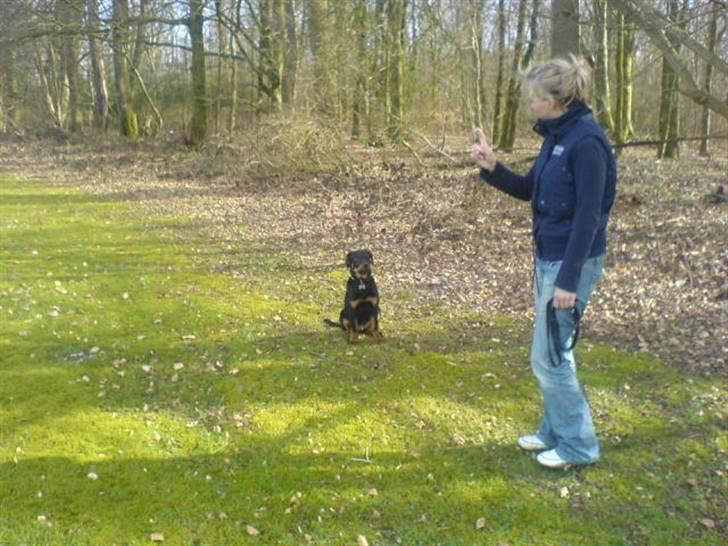 Rottweiler samson billede 14