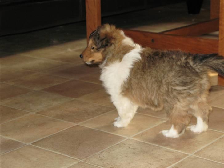 Shetland sheepdog Jack billede 7