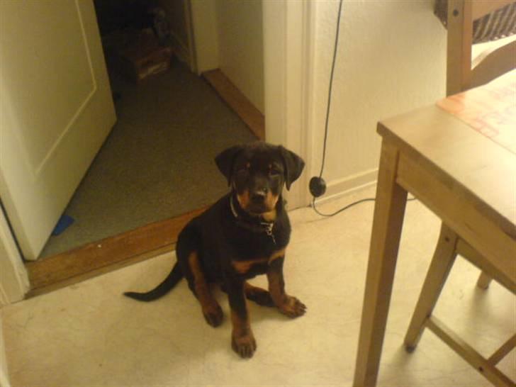 Rottweiler samson billede 15