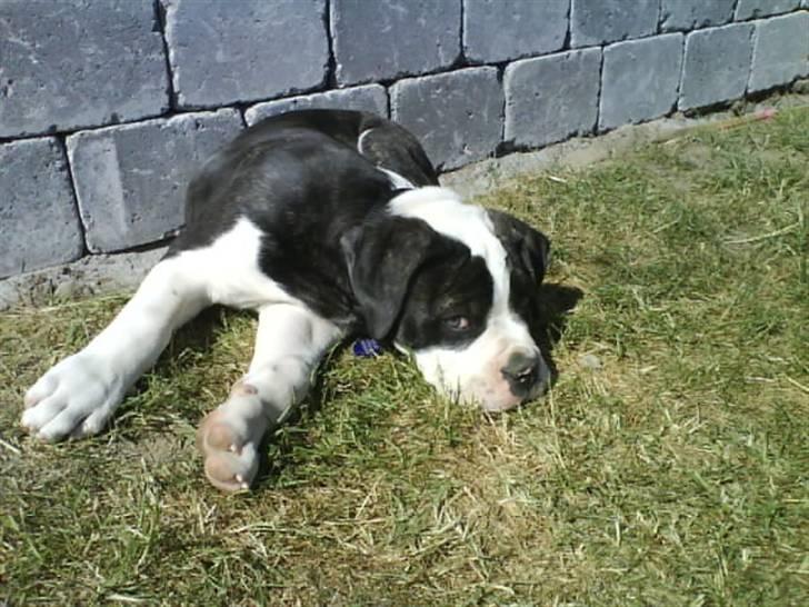 Amerikansk bulldog Carlos - Carlos 12 uger billede 13