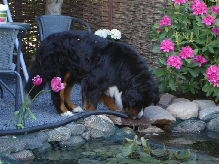 Berner sennenhund Balou - (død 2011) - Balous foretrukne sted at drikke vand (og iagttage guldfisk) billede 14