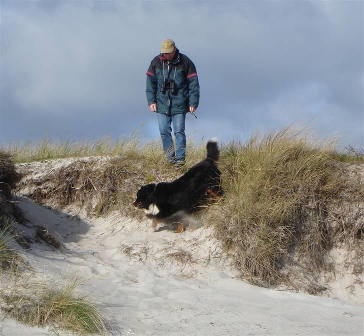 Berner sennenhund Balou - (død 2011) - Lidt bjerghund er der da over det..... billede 15
