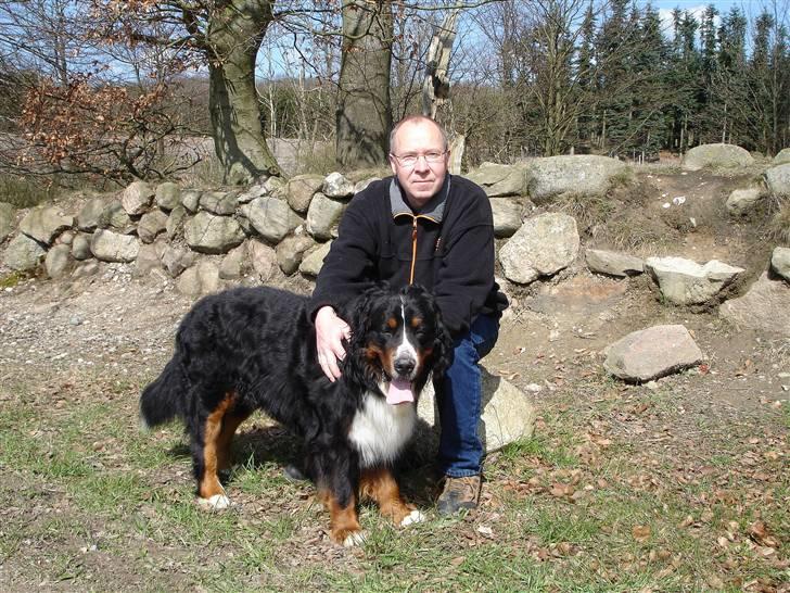 Berner sennenhund Balou - (død 2011) - Balou og "far" på tur på det militære øvelsesterræn ved Antvorskov billede 16