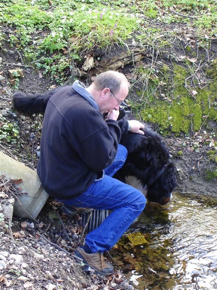 Berner sennenhund Balou - (død 2011) - Man bliver jo tørstig på sådan en tur. billede 17