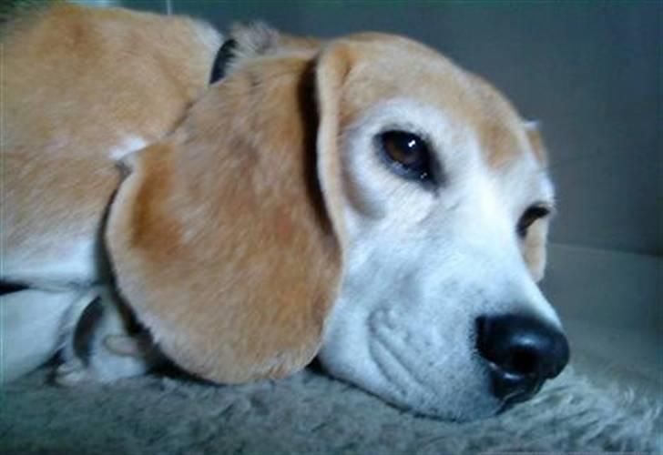 Beagle Amalie :* - Det er hygge! :D billede 1